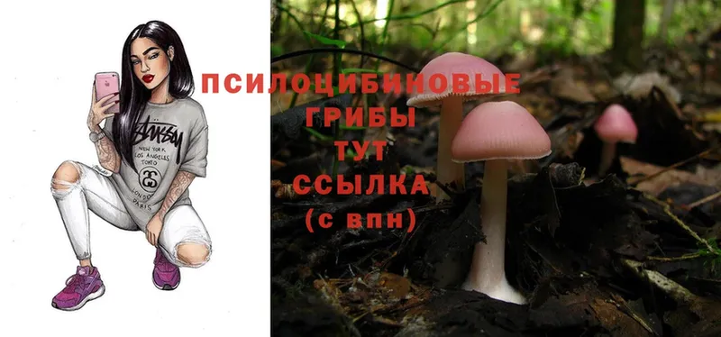 блэк спрут   Бавлы  Галлюциногенные грибы Magic Shrooms 